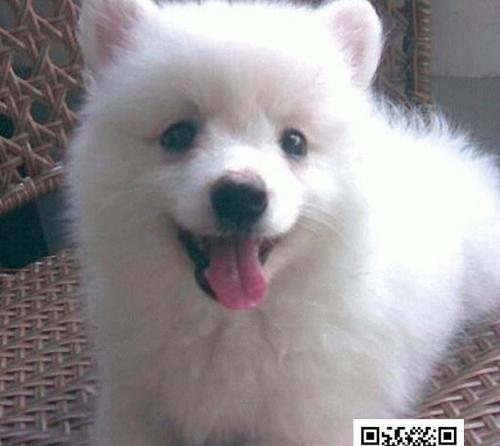 老年期银狐犬的喂养指南（健康营养让老年犬重拾活力）