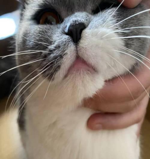 猫咪嘴唇无法闭合的可能原因（探究猫咪嘴唇上出现异物的症状、原因及解决方法）
