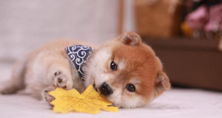为什么柴犬这么小（探究柴犬体型的原因及优点）