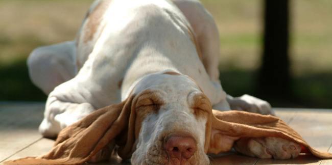 老年犬的喂养要注意（如何科学地喂养老年犬？）
