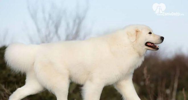 大白熊幼犬训练的技巧与方法（打造聪明、乖巧的宠物犬）