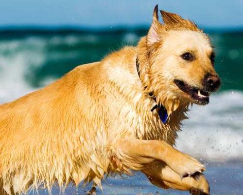 美国水猎犬的饲养方法（从营养、训练、健康到生活环境全面了解）