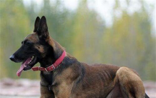 如何正确饲养中国马犬（从食物到运动，带你全面了解饲养中国马犬的方法）
