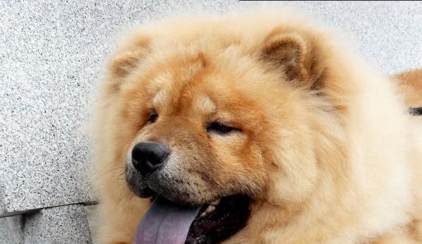 如何解决松狮犬口臭问题（从营养到口腔护理，全方位解决松狮犬口臭问题）
