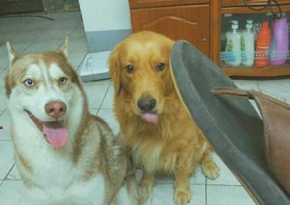 金毛犬为何喜欢咬拖鞋？（探究金毛犬咬拖鞋的原因与解决方法）
