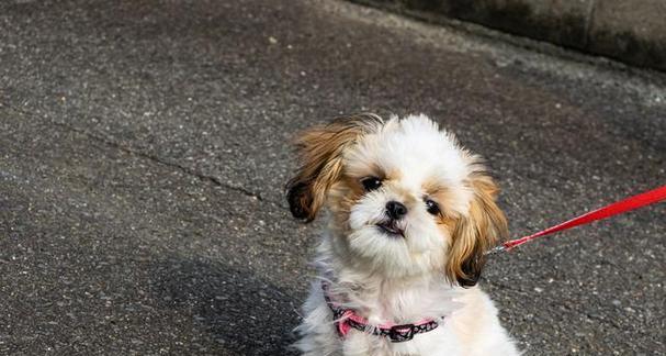 秘诀揭秘！训练博美犬的成功之道（让你的博美犬成为最优秀的伙伴）
