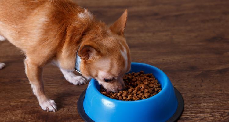狗狗误食，如何及时处理？（狗狗误食的原因及应急措施，）