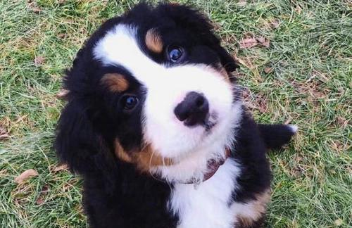 以伯恩山犬看家——宠物中最佳护卫（犬种介绍、训练技巧、看家经验分享）