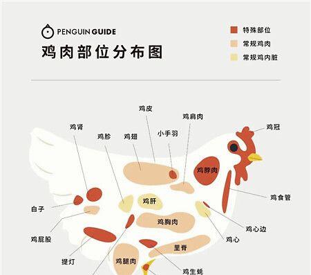 鹰嘴陆龟的全面饲养指南（以爱之名，让鹰嘴陆龟健康成长）