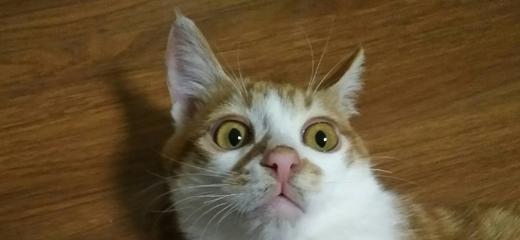 宠物猫咪口臭的原因（探究猫咪口臭的成因以及如何预防）