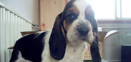 如何科学饲养巴吉度猎犬？（巴吉度猎犬的喂养、训练、保健及注意事项）