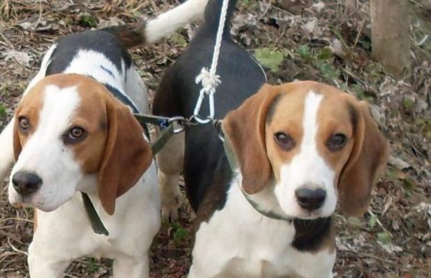 比格犬常见疾病剖析（宠物饲养者必知，预防胜于治疗）
