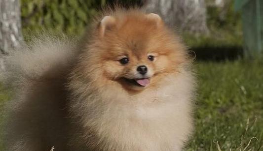 博美犬训练大揭秘！（从萌新到高手，如何训练出听话的博美犬？）