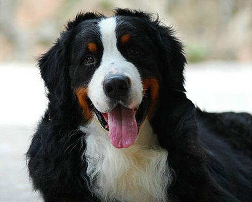 探究以伯恩山犬的性格特点（以宠物为主，了解这种狗狗的性格特点）