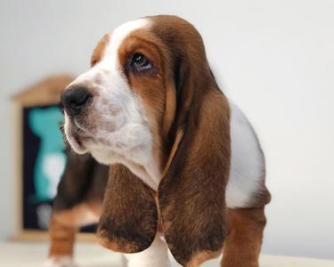 巧克力色巴吉度猎犬饲养方法（了解这些，让你的爱宠更健康）