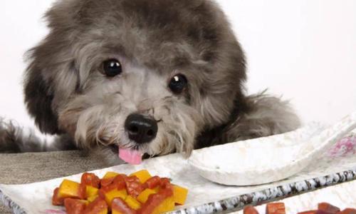 让爱犬健康饮食，拒绝挑食癖好（让爱犬健康饮食，拒绝挑食癖好）