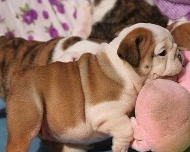 如何训练你的英国斗牛犬（宠物养成技巧，从斗牛犬开始）