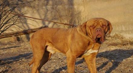 斗牛马士提夫犬的饲养方法（打造健康、活泼的宠物生活）