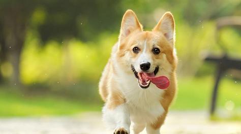 如何训练你的柯基犬成为听话的宠物（从基础开始，一步步教你打造优秀柯基犬）