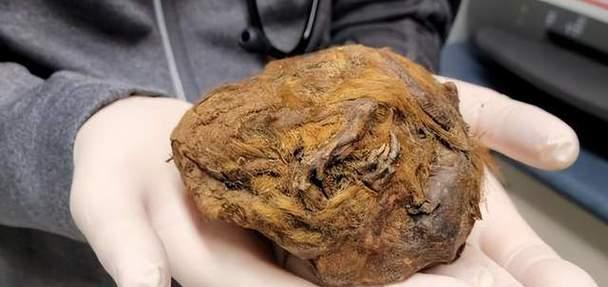 如何科学饲养哈得逊湾北极地松鼠？（了解其生态特征，做好饲养环境和饲料选择）