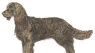 美国水猎犬的养护指南（关爱你的伙伴，共度美好时光）