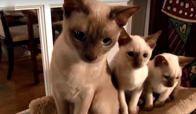 东奇尼猫的饲养指南（掌握这些关键，成为优秀的猫妈妈或猫爸爸）