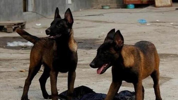 养一只中国马犬，享受宠物生活的乐趣（从选购到饲养全方位指南，让你的中国马犬健康快乐成长）