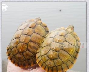 蒙面地图龟的饲养方法（如何成为一名优秀的蒙面地图龟爱好者）