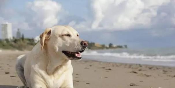 如何科学地饲养拉布拉多寻回犬（拉布拉多寻回犬的饲养要点与技巧）