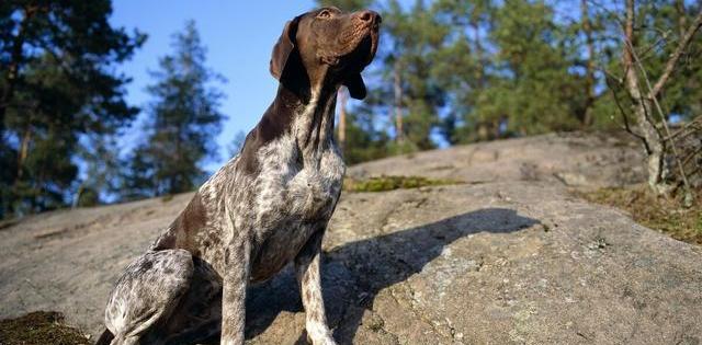 英国猎狐犬的饲养全指南（从宠物角度出发，让你养出健康快乐的狐犬）