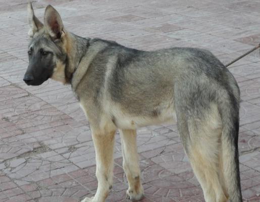 如何养护狼青犬（狼青犬的养护技巧和小窍门）