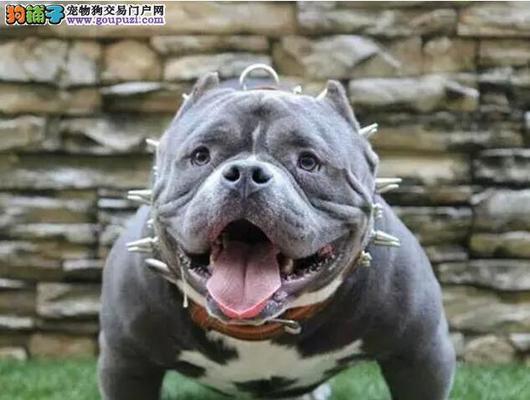 如何正确饲养恶霸犬？（以宠物为主，建立健康友好的主人和宠物关系）
