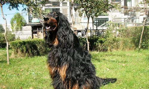 如何饲养健康快乐的哥顿雪达犬？（掌握哥顿雪达犬的饲养技巧，让您的狗狗健康成长）