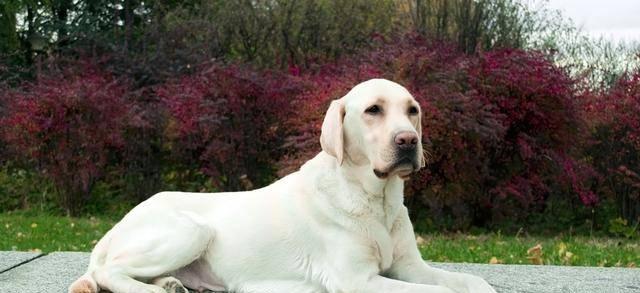 拉布拉多寻回犬饲养指南（打造快乐健康的拉布拉多寻回犬生活）