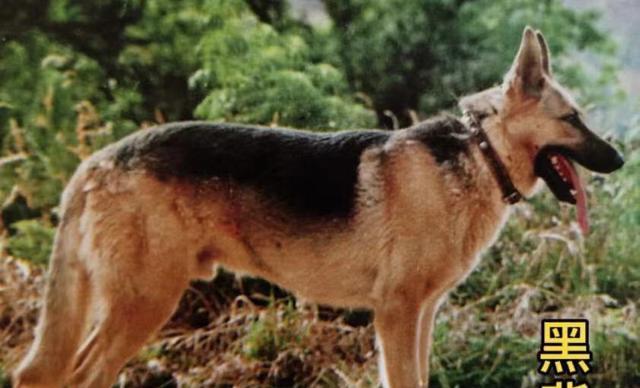 如何科学饲养中国昆明犬？