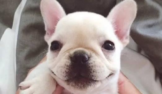 牛头犬饲养全指南（如何成为一名合格的牛头犬主人）