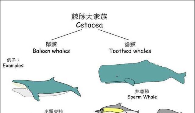 鹰嘴陆龟的饲养方法（打造健康快乐的宠物生活）