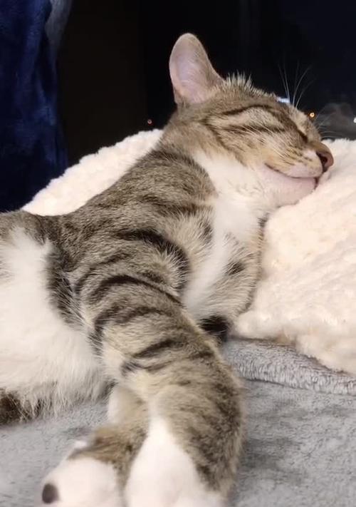 夏日必看！猫咪为何要张嘴睡觉？（探究猫咪夏季睡眠习惯，了解张嘴睡觉的原因）