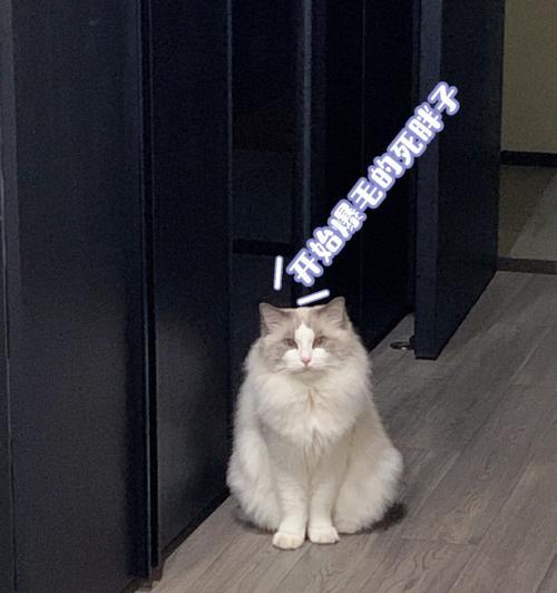 迷人的布偶猫（探秘布偶猫的黑色面具）