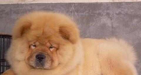 以松狮犬可以吃鸡肝吗？（了解宠物健康饮食的重要性）