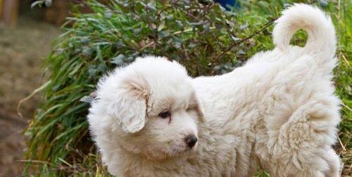 大白熊犬的常见疾病（预防、治疗和保健）
