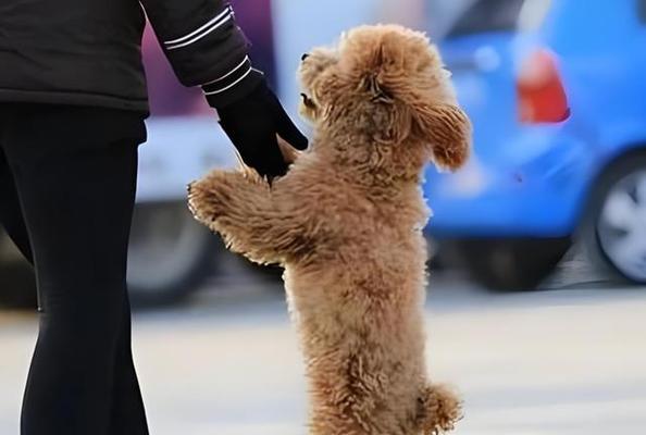 如何训练宠物泰迪不晕车（掌握关键技巧让你的爱犬在旅途中舒适自在）