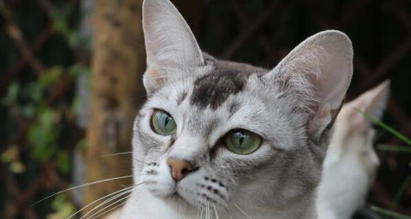 波米拉猫的饲养指南（了解这些关键要点，让你的波米拉猫健康成长）
