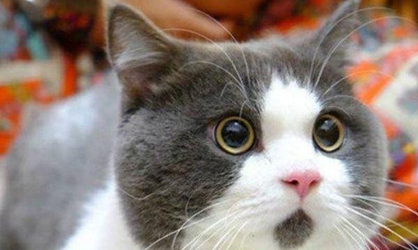 电烫卷猫的饲养方法（如何打理你的电烫卷猫，让它健康成长）