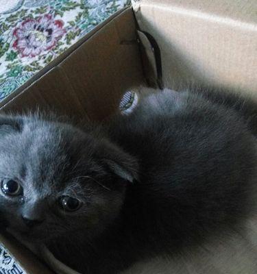 揭秘猫咪嘴边黑色的真相（猫咪口角为什么会有黑色沉淀物？如何预防和清理？）