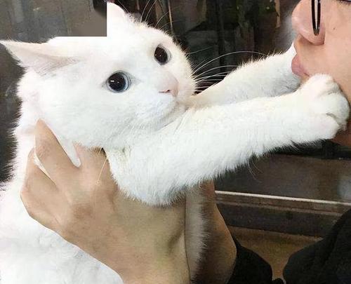 孤独的人为什么成为猫咪的最爱？（探究猫咪亲近孤独人的心理机制）