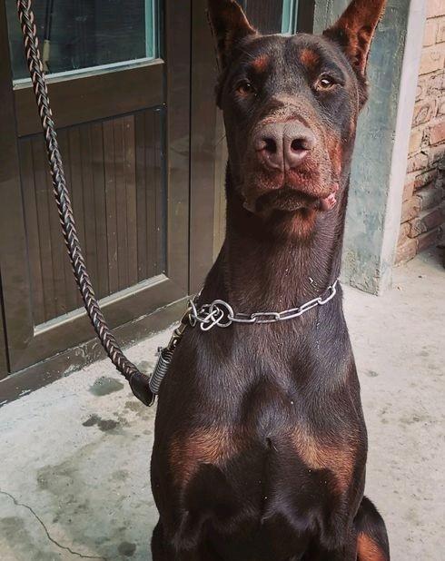 如何给你的杜宾犬做美容？（掌握专业技巧，让你的杜宾犬更加迷人！）