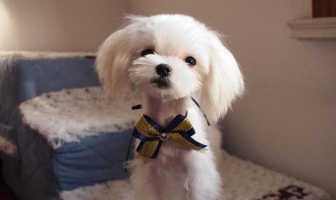 玛尔济斯犬的饲养方法（如何让玛尔济斯犬成为您的忠实伙伴）