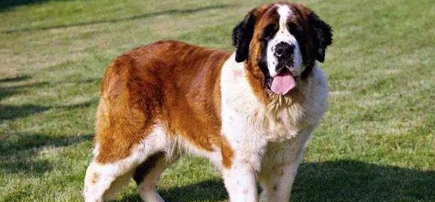 揭秘圣伯纳犬饮食习惯（以宠物为主，探究圣伯纳犬的饮食偏好）