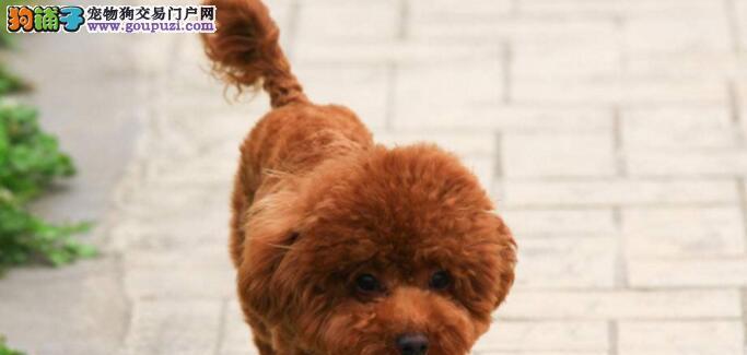 如何关爱8个月大的泰迪犬（8个月泰迪的健康需求、护理技巧和训练建议）